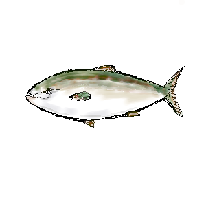  300 * 300 / 19701byte(.png)